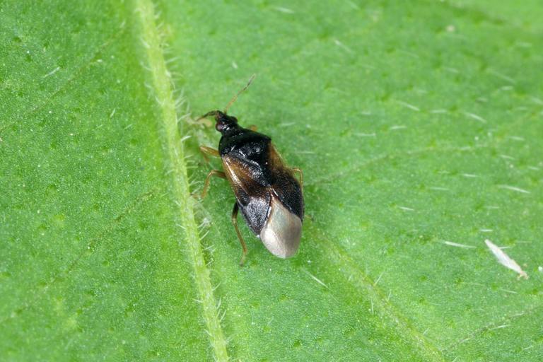 Minute Pirate Bugs: Nature’s Unsung Pest Control Heroes cover