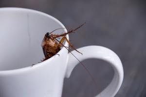 Cockroach Milk?! Superfood of the Future or Just a Gimmick? cover