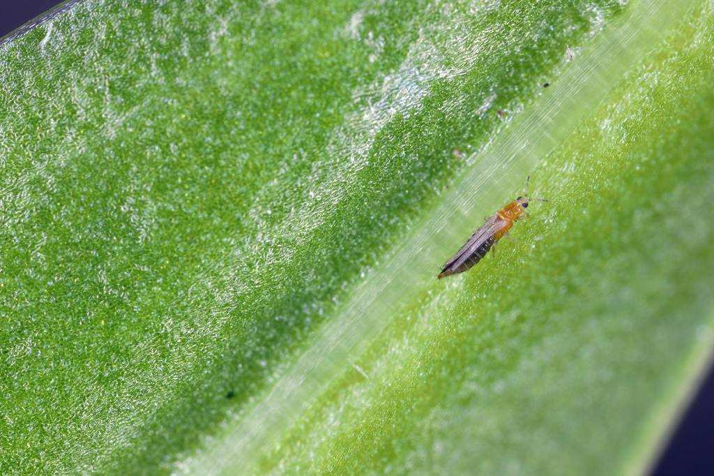 ​Understanding Thrips: Tiny Pests with a Big Impact cover