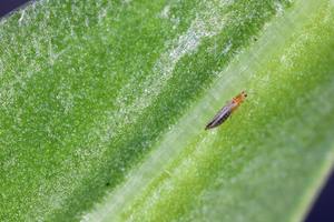​Understanding Thrips: Tiny Pests with a Big Impact cover