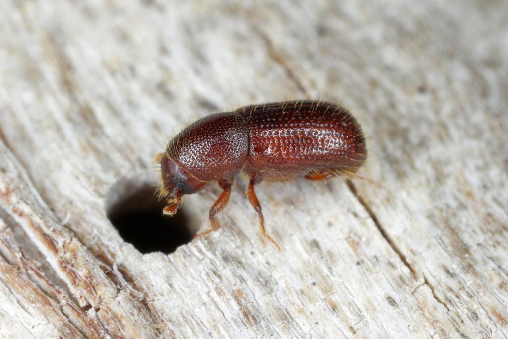 Bark Beetles: Tiny Insects with a Big Impact on Forests cover