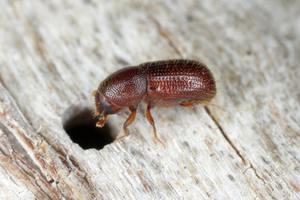 Bark Beetles: Tiny Insects with a Big Impact on Forests cover