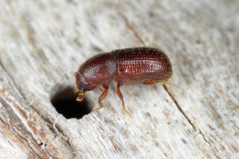 ​Bark Beetles: Tiny Insects with a Big Impact on Forests cover