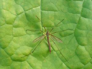​Crane Flies: What Homeowners Should Know cover
