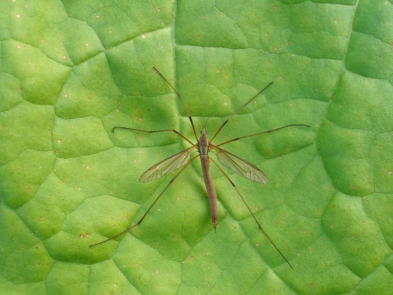 ​Crane Flies: What Homeowners Should Know cover
