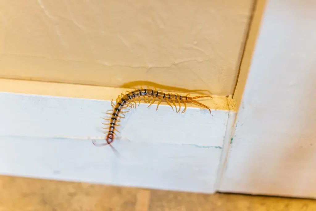 All U Need Pest Control