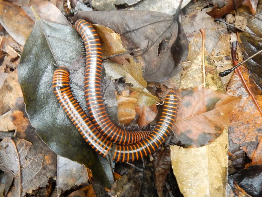 All U Need Pest Control