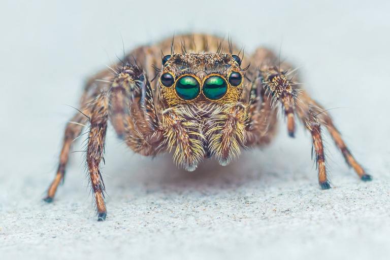 ​The Fascinating World of the Jumping Spider cover