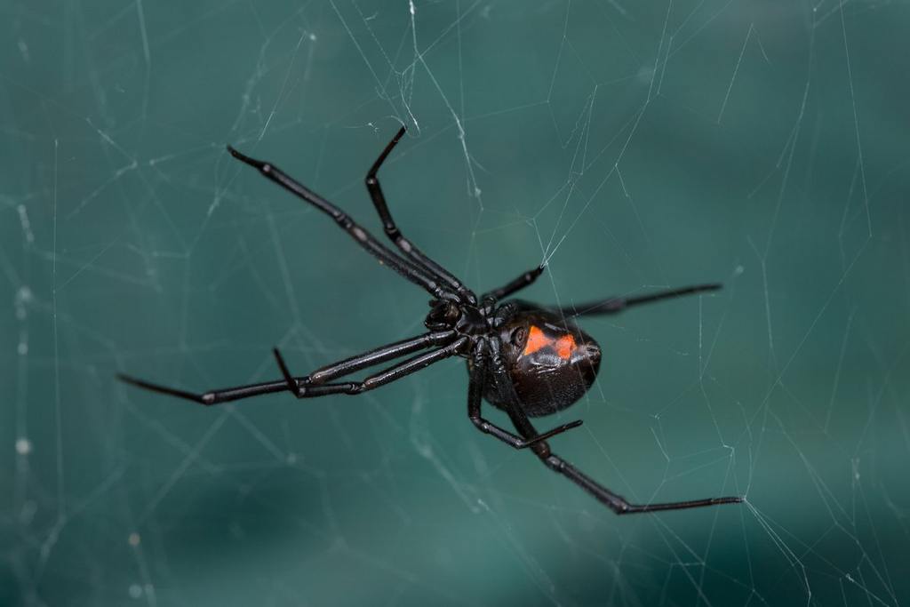 Understanding the Black Widow: Florida’s Most Infamous Spider cover