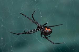 Understanding the Black Widow: Florida’s Most Infamous Spider cover