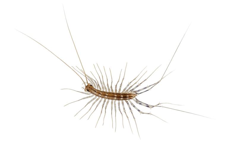 What Are House Centipedes and Should You Be Worried About Them? cover