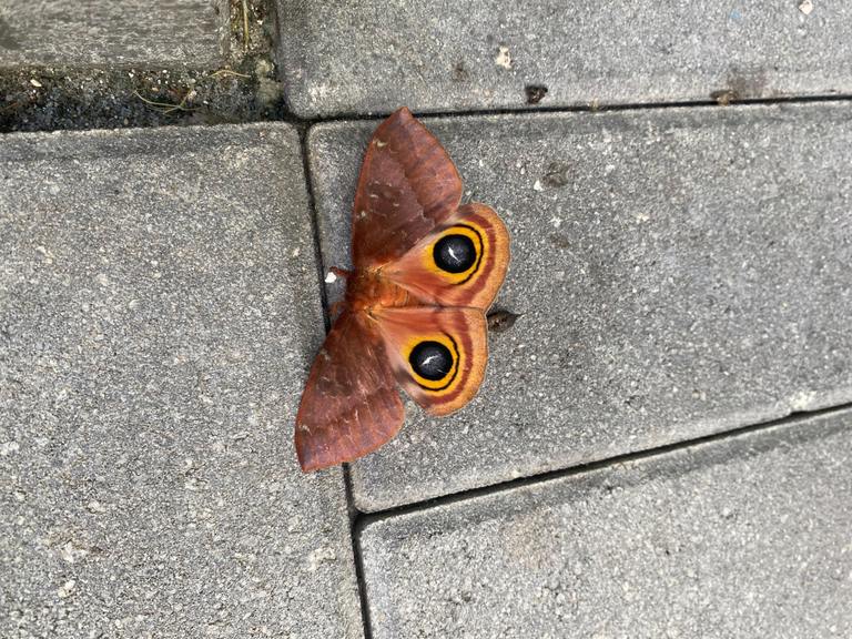 ​The Fascinating World of the Io Moth cover