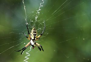 What Is the Yellow Garden Spider and Why Is It So Eye-Catching? cover