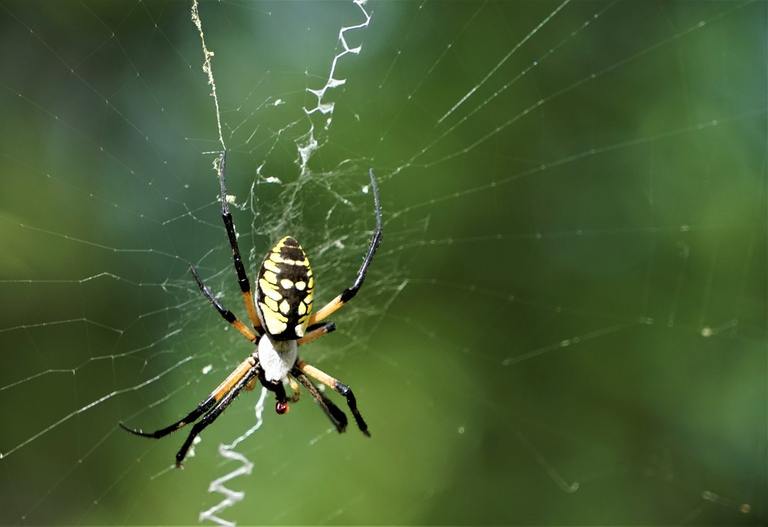 What Is the Yellow Garden Spider and Why Is It So Eye-Catching? cover