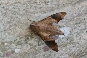 ​What Is the Mournful Sphinx Moth and Why Is It So Unique? cover