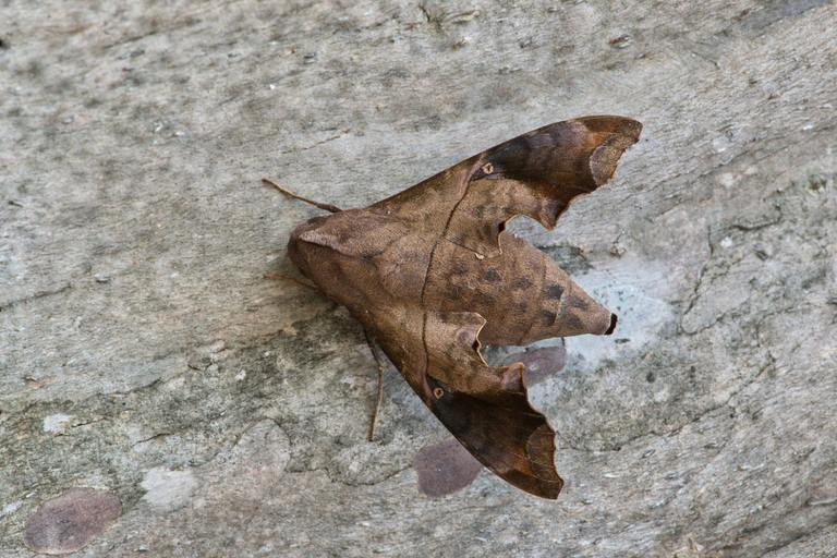 ​What Is the Mournful Sphinx Moth and Why Is It So Unique? cover