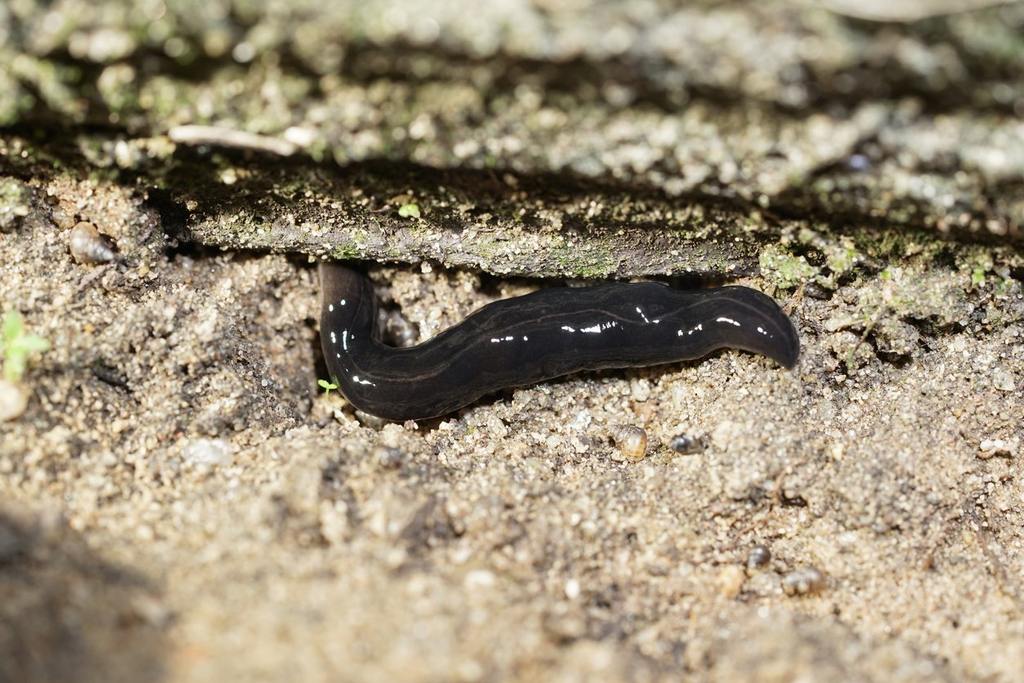 What Is the New Guinea Flatworm and Why Should Florida Residents Care? cover