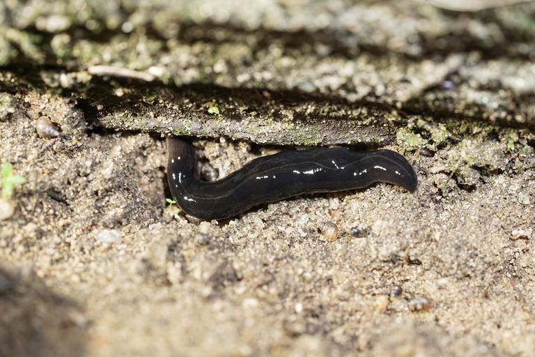 ​What Is the New Guinea Flatworm and Why Should Florida Residents Care? cover