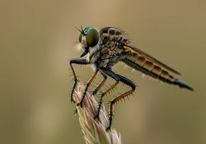 Robber Flies: Nature’s Fearless Hunters cover