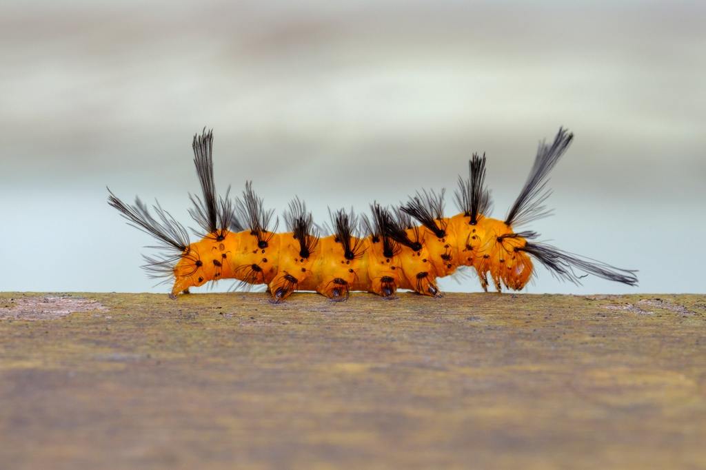 ​Oleander Caterpillar: What You Need to Know About This Bright Orange Pest cover