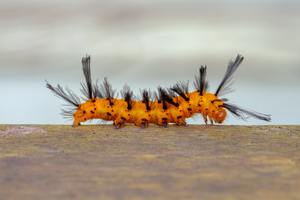 ​Oleander Caterpillar: What You Need to Know About This Bright Orange Pest cover