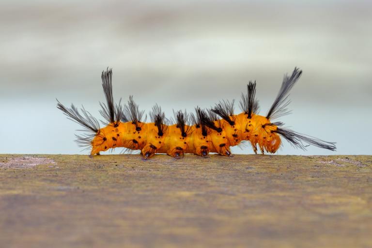 ​Oleander Caterpillar: What You Need to Know About This Bright Orange Pest cover