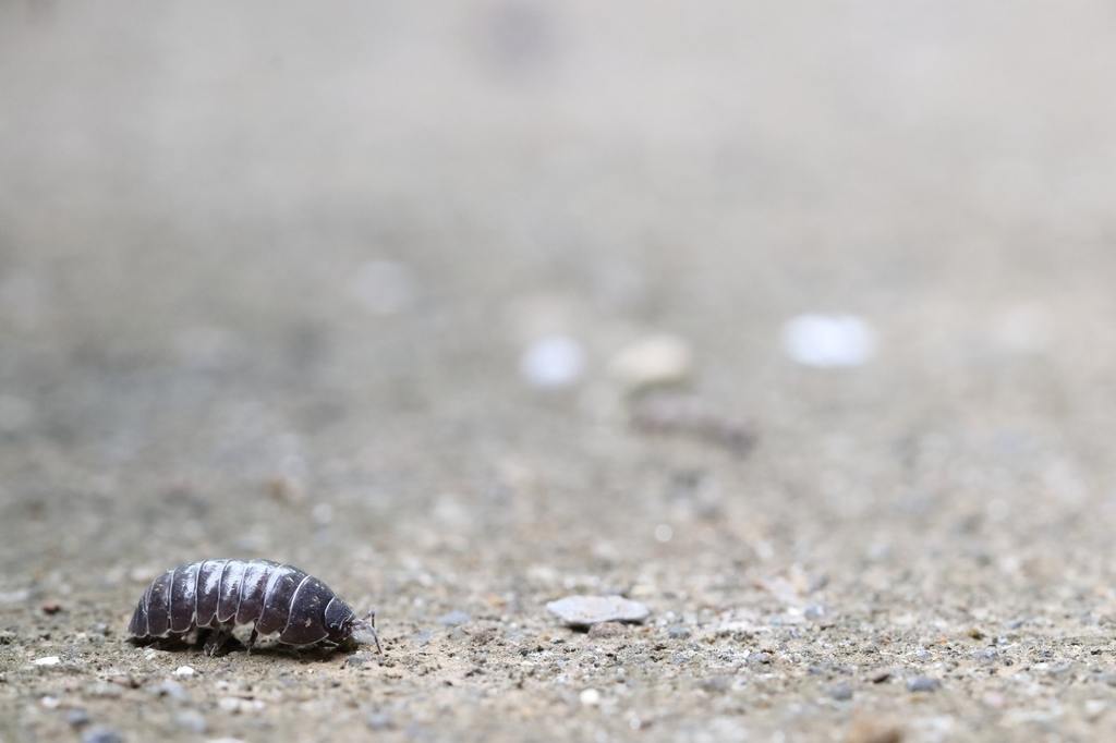 ​What Are Rollie Pollies and Why Are They in Your Florida Home? cover