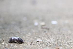 ​What Are Rollie Pollies and Why Are They in Your Florida Home? cover
