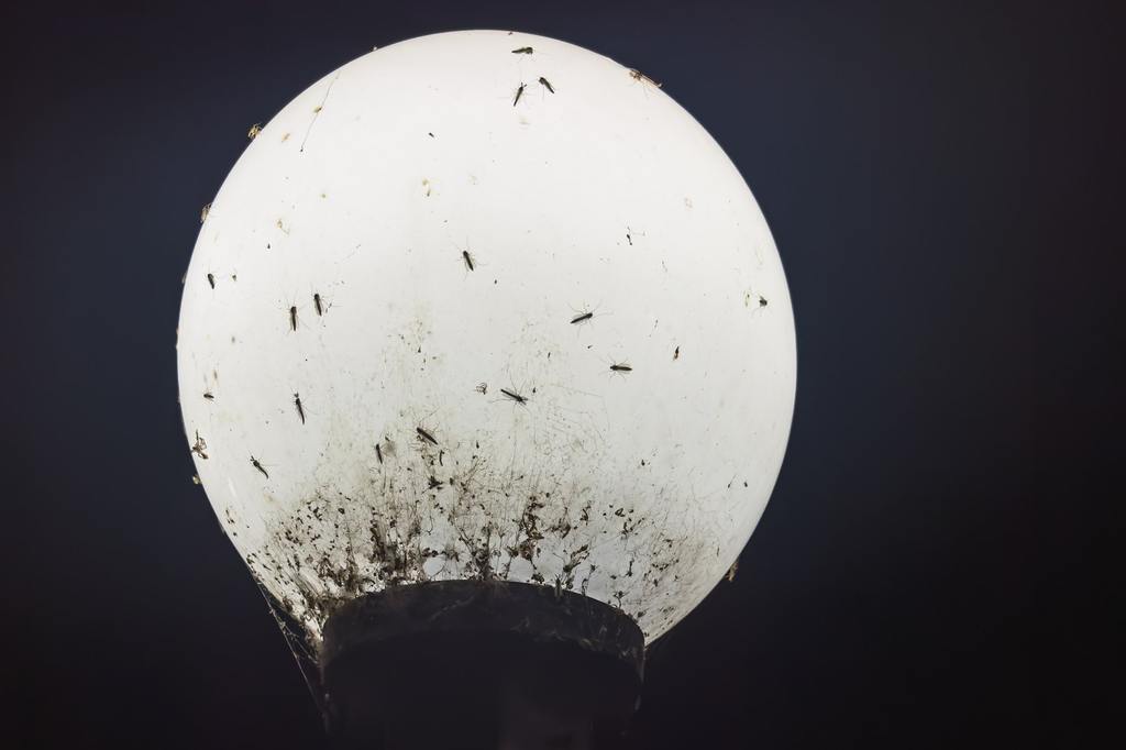 Mosquitoes sit on a glowing street lamp at night.
