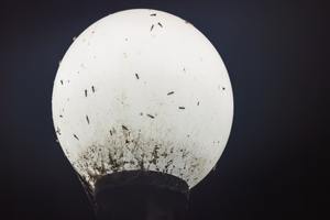 Mosquitoes sit on a glowing street lamp at night.