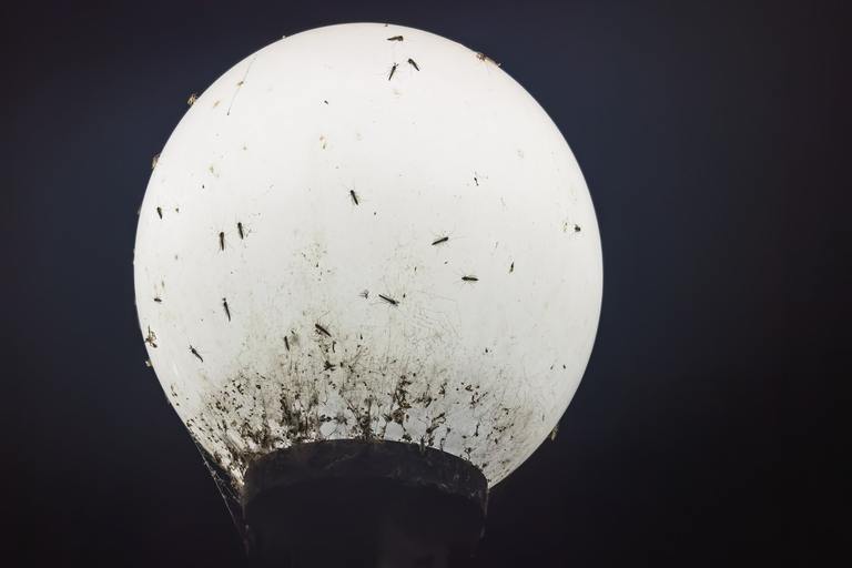 Mosquitoes sit on a glowing street lamp at night.