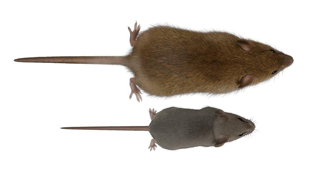​Mouse vs Rat Differences for Florida Homeowners cover
