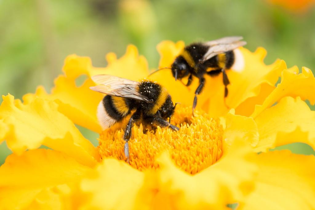 Do Bumblebees Sting? What You Need to Know About These Gentle Pollinators cover