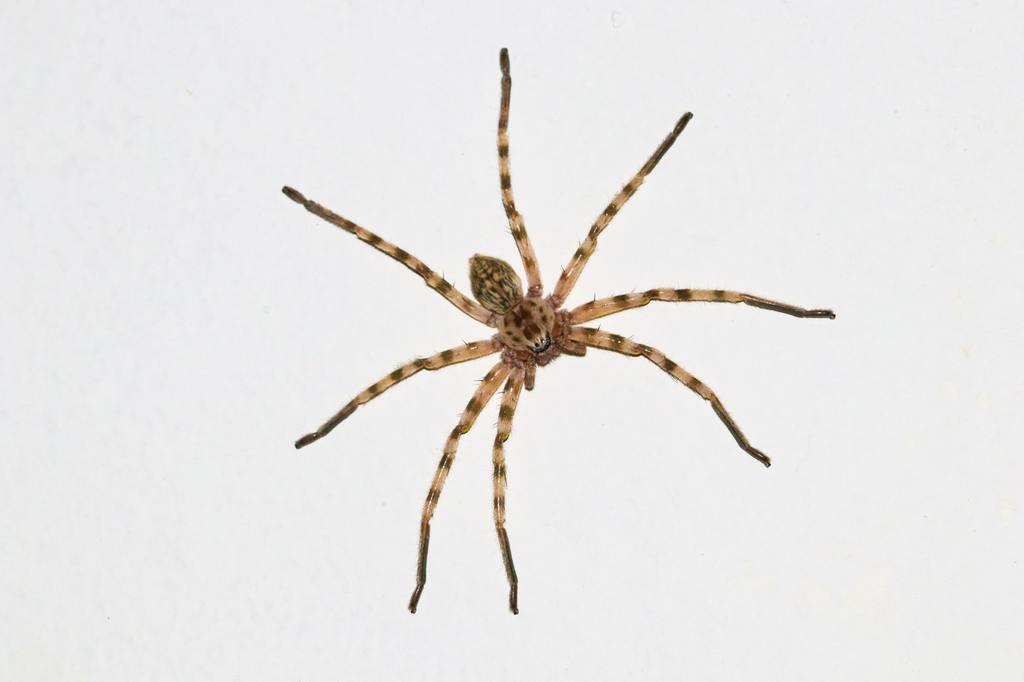 Top view of  creeapy Huntsman spider Eusparassus walckenaeri on white