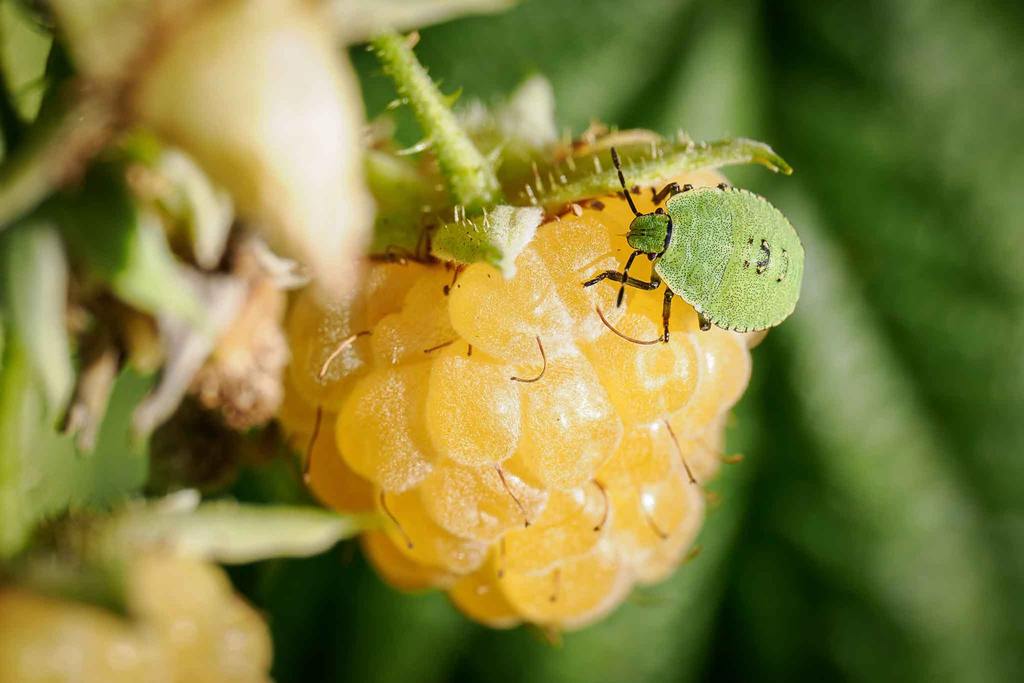 ​How to Get Rid of Stink Bugs cover