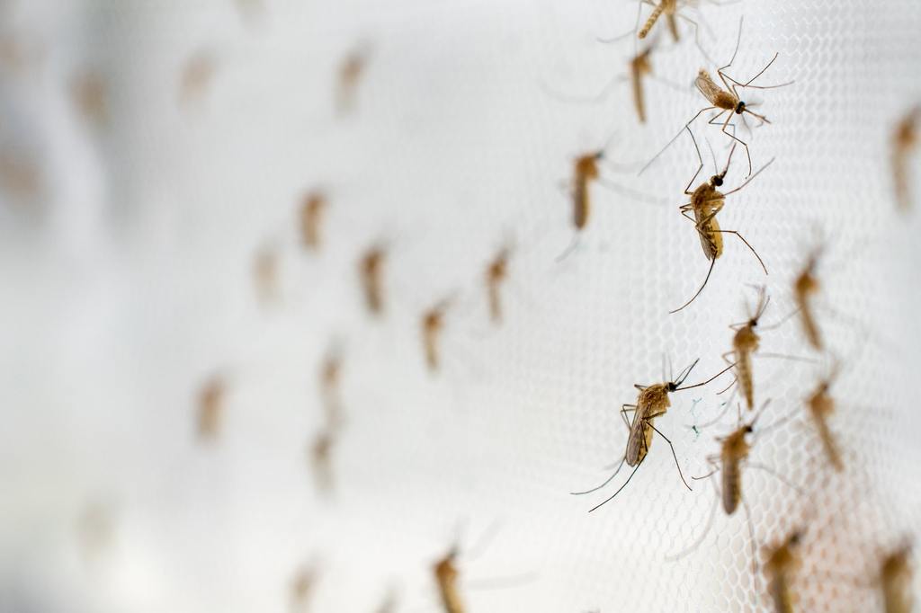 ​Mosquito Traps: A Smarter Way to Reduce Mosquitoes Around Your Home cover