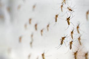 ​Mosquito Traps: A Smarter Way to Reduce Mosquitoes Around Your Home cover