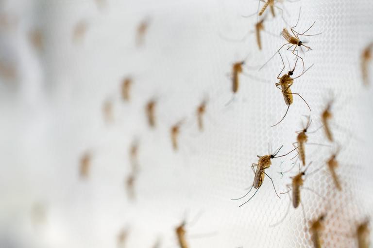 ​Mosquito Traps: A Smarter Way to Reduce Mosquitoes Around Your Home cover