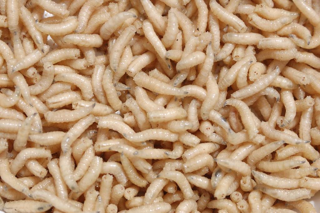 Maggots: What Are They and Why Are They in Your Home? cover