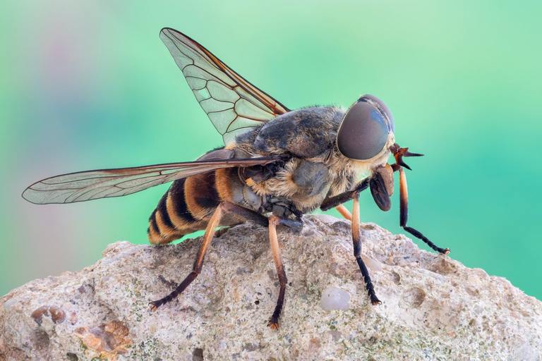 Horse Fly Behaviors: Identification, Risks, and Effective Control cover