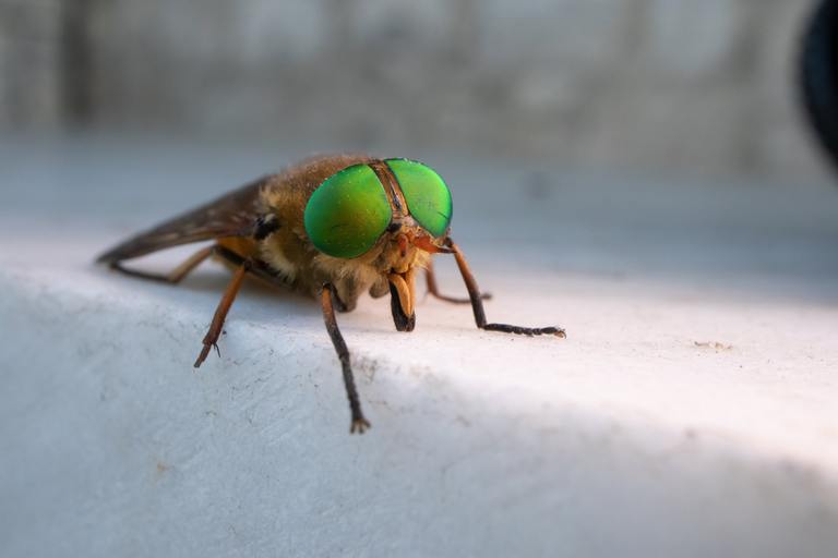 a green-eyed fly. Philipomyia aprica is a species of 'horse flies' of the family Tabanidae.