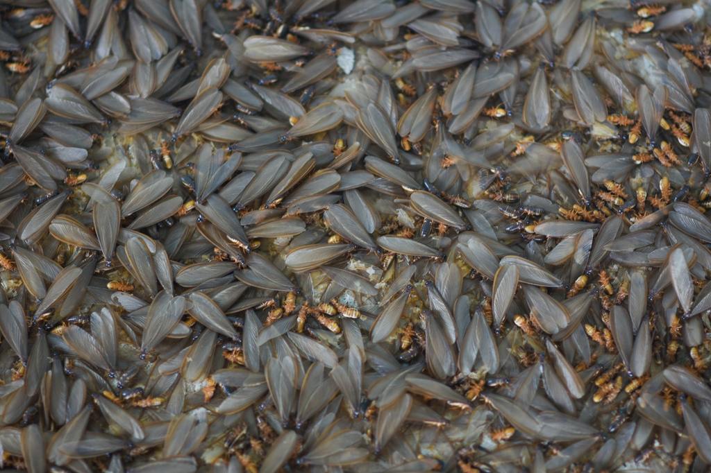 Lots of winged insects, termites, alates on the ground.