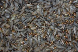 Lots of winged insects, termites, alates on the ground.