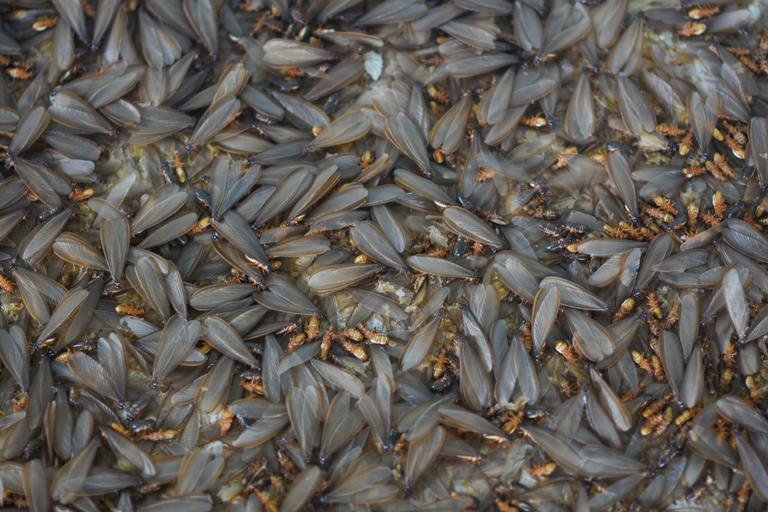 Lots of winged insects, termites, alates on the ground.