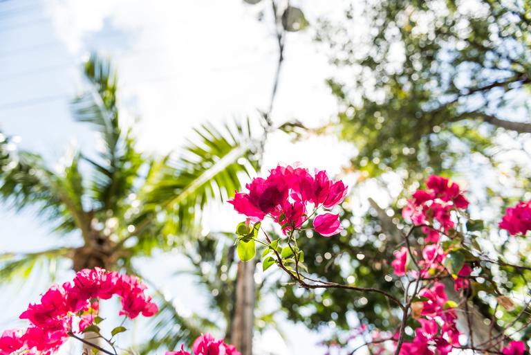 ​Common Spring Pests: What to Watch for as Temperatures Rise cover