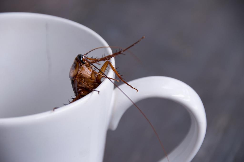 Close up cockroach in white cup drink