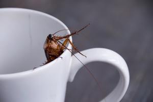 Close up cockroach in white cup drink