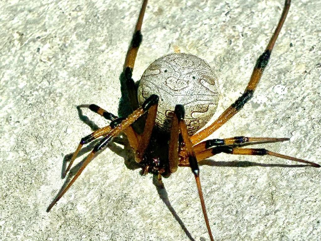 ​Brown Widow Spider: What Homeowners Should Know cover