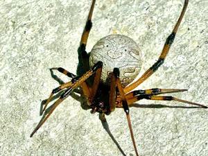 ​Brown Widow Spider: What Homeowners Should Know cover