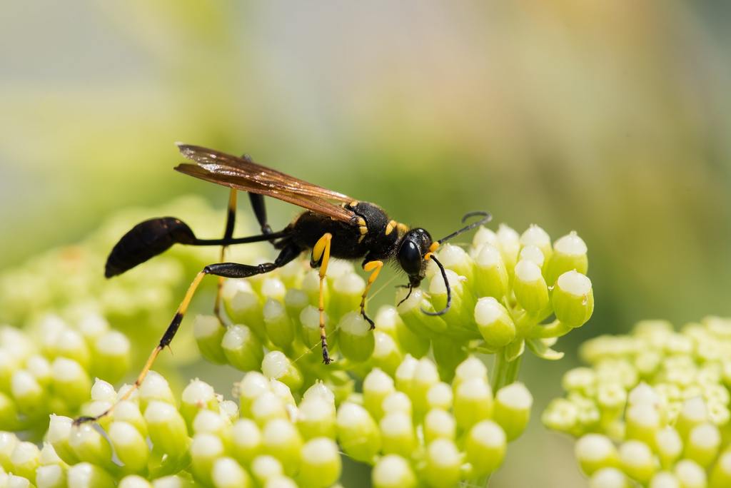 ​Mud Dauber Sting: Mild Sting or Real Risk? cover